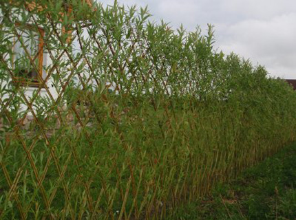 Фото живой изгороди из ивы, fences-hedges.co.uk