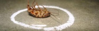 Как избавиться от тараканов при помощи народных средств?