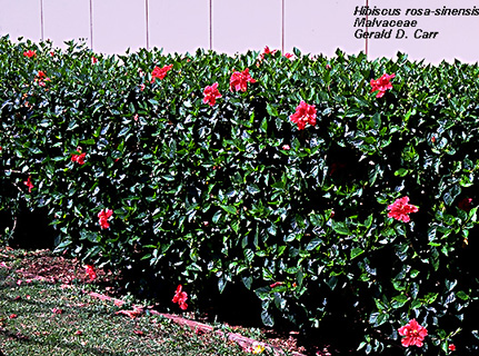 Фото живой изгороди из роз, botany.hawaii.edu