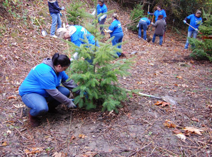Фото посадки хвойного дерева, pitchengine.com