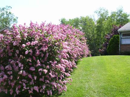 Фото живой изгороди из сирени, amitycreeklandscaping.com